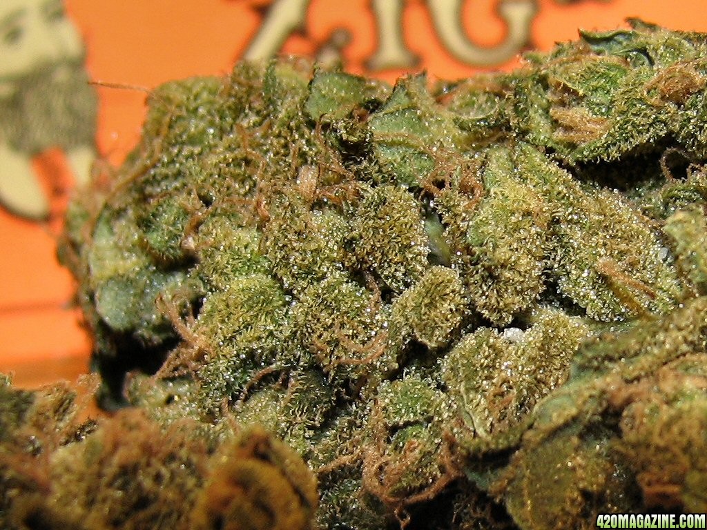 Close_up_of_Top_Buds_of_Cheese.jpg