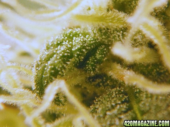 Close_up_trichomes.jpg