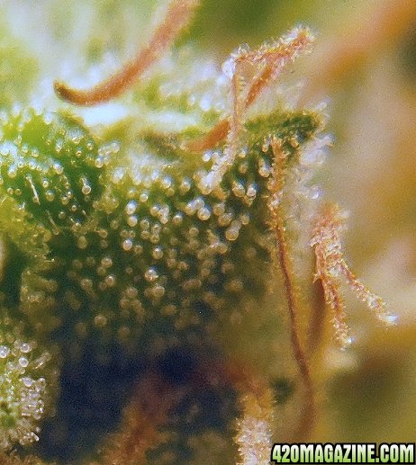 Close_up_trichomes_3.jpg