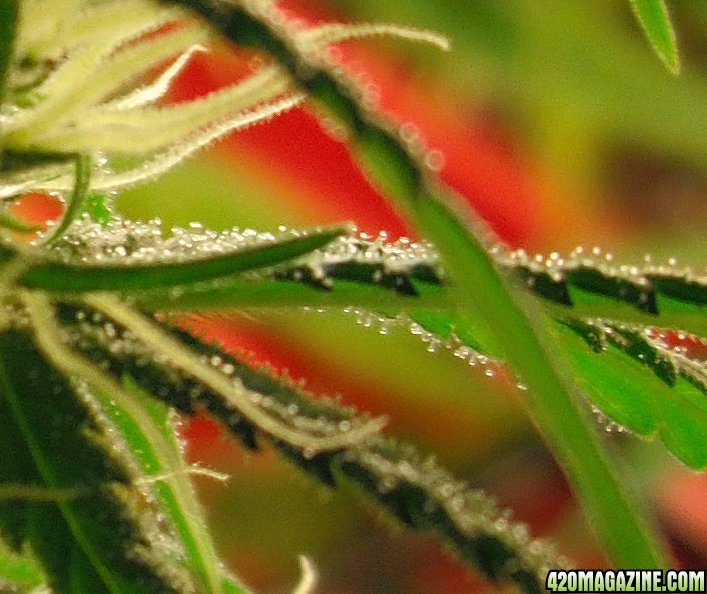 Close_up_trichomes_5.jpg