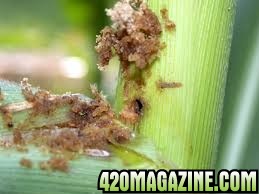 Corn_borer.jpg