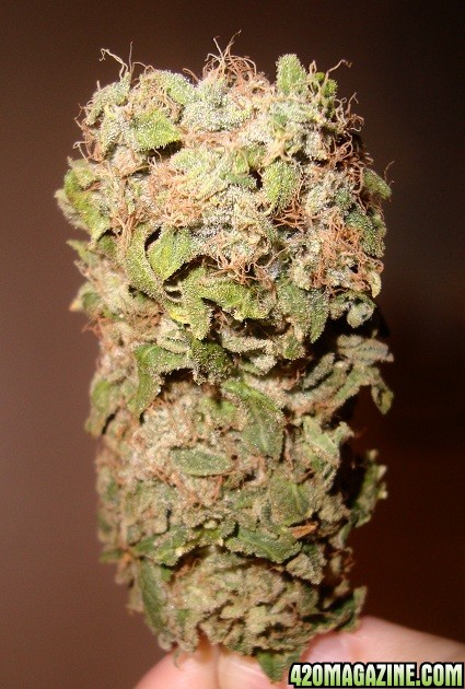 Cream_Carmel_bud_dry_2.jpg