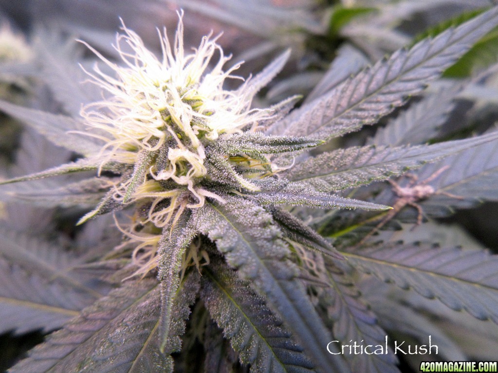 CriticalKushBud2-13-16.jpg