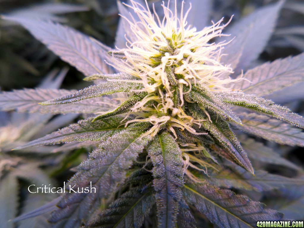 CriticalKushBud_2-11-16.jpg