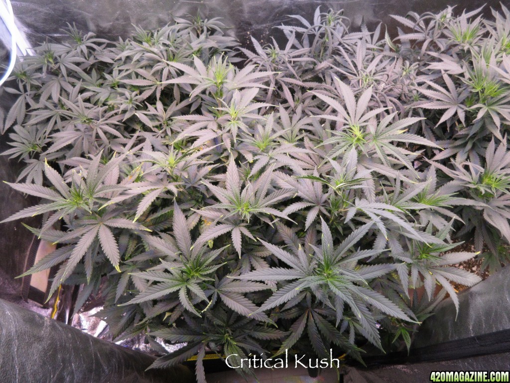 CriticalKush_1-19-16.jpg