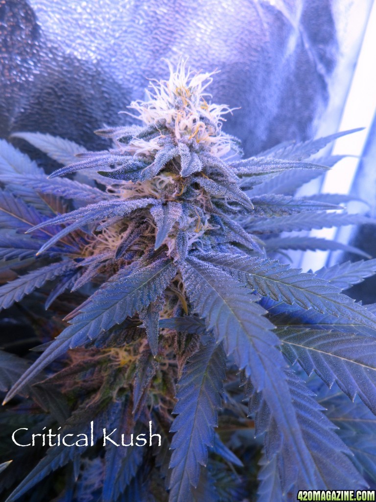 CriticalKush_2-21-16.jpg