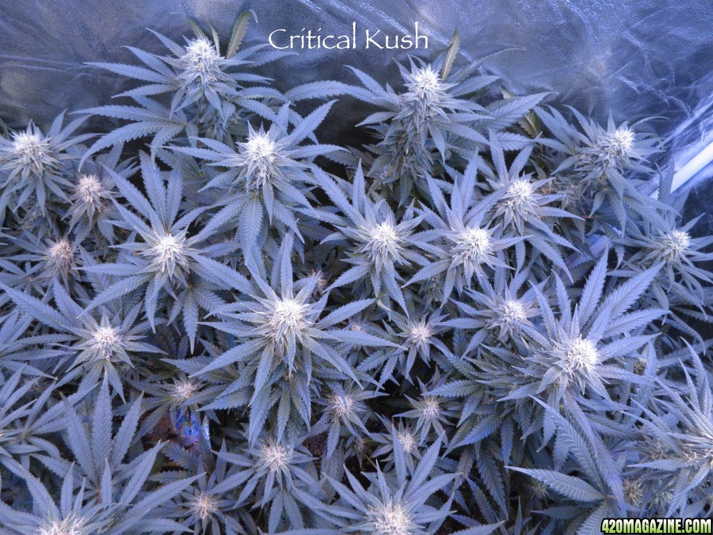 Critical_Kush_2-17-161.jpg