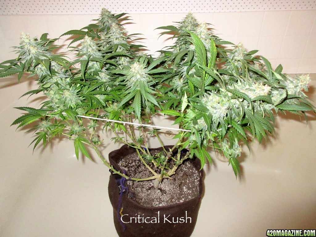 Critical_Kush_3-3-16.jpg