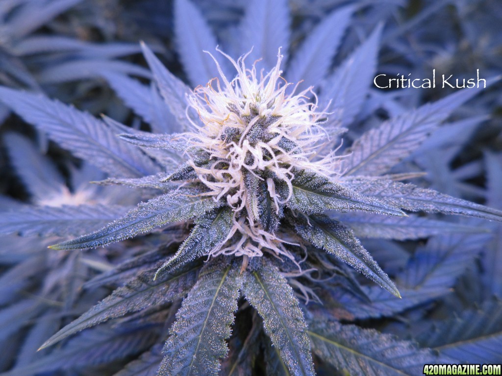 Critical_Kush_Bud_2-17-161.jpg