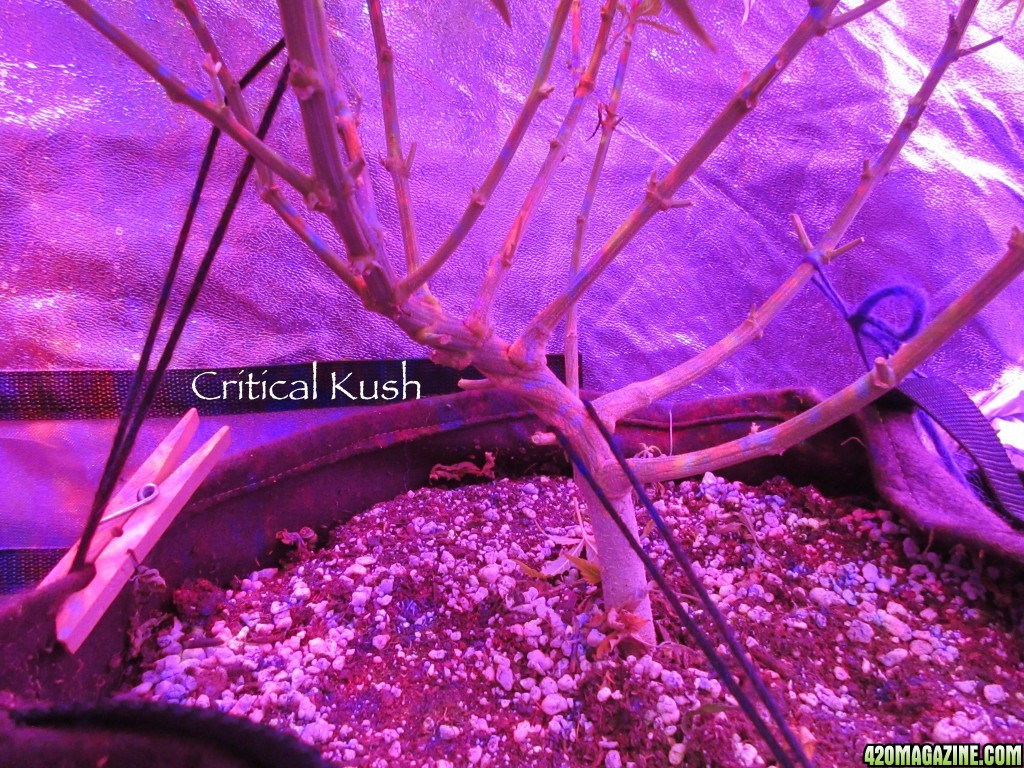 Critical_Kush_Legs_2-5-16.jpg