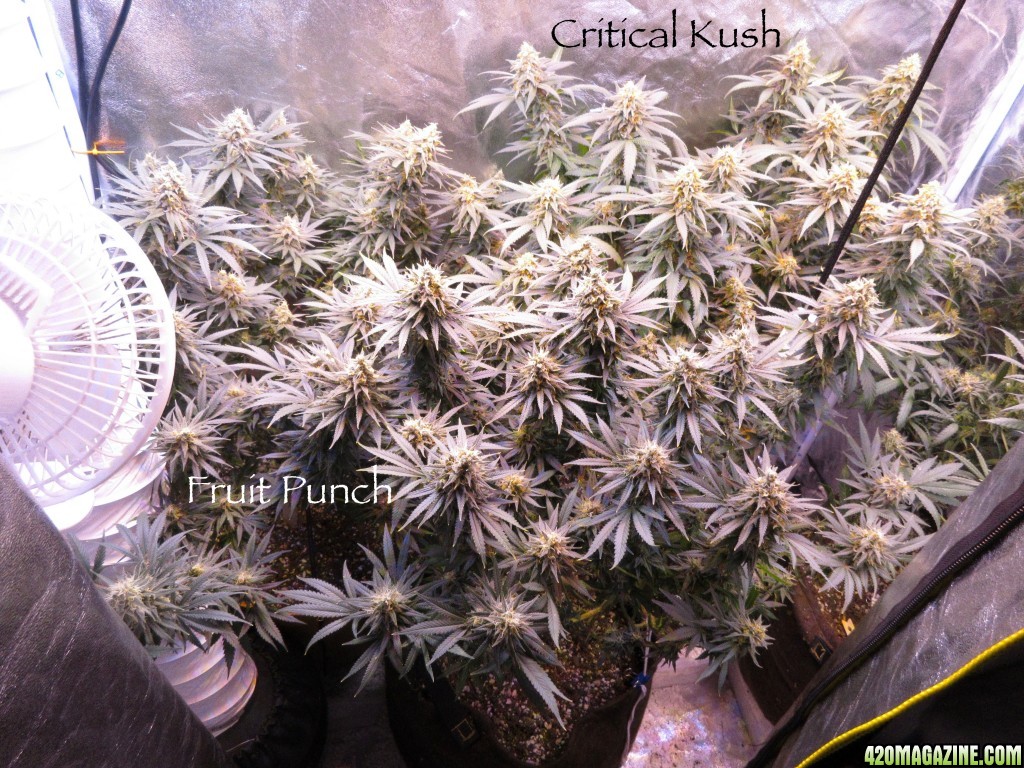 Critical_Kush_Punches_3-2-16.jpg