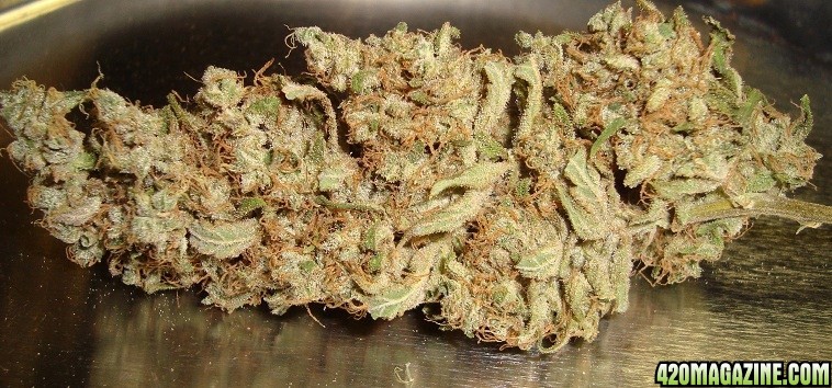 Critical_bud_dry_2.jpg