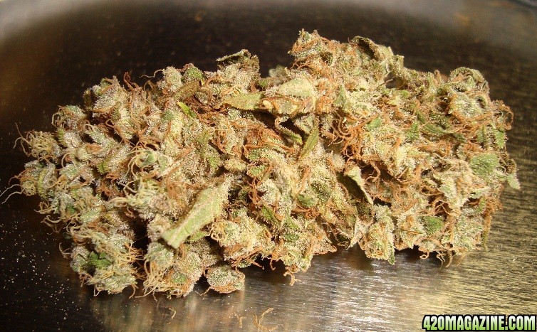 Critical_bud_dry_4.jpg