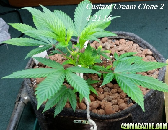 Custard_Cream_clone_2_2.jpg
