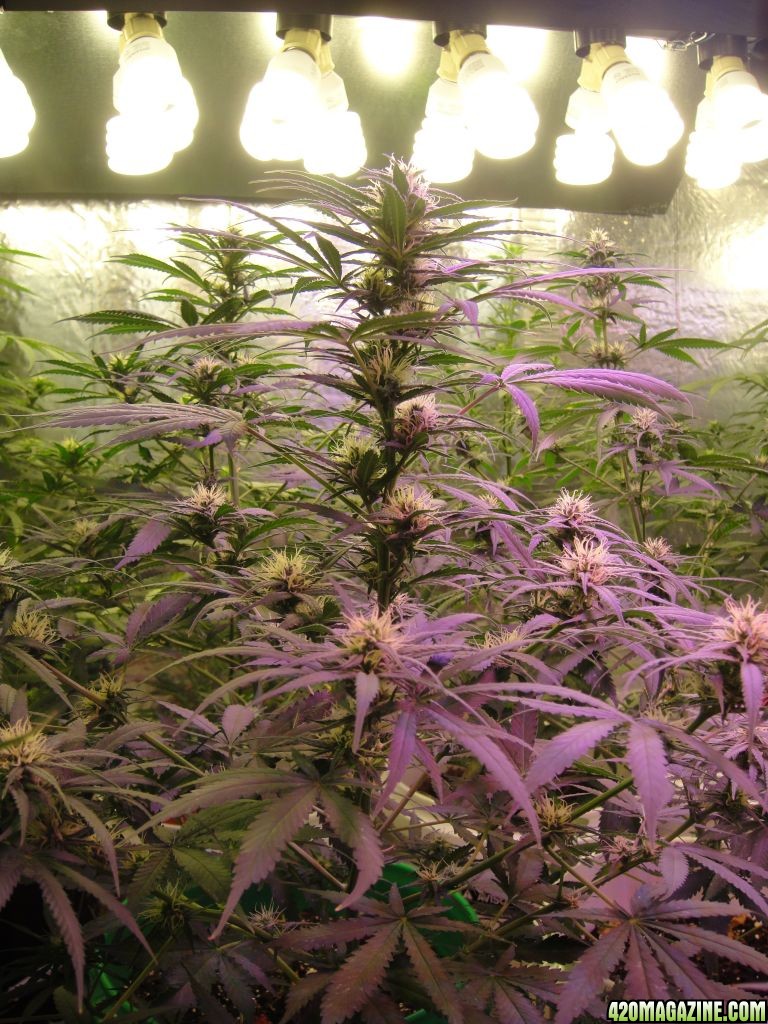 Thawk S 2nd All Led Soil Grow Hammerhead Agent Orange Big Buddha Blue Cheese Page 2 4 Magazine