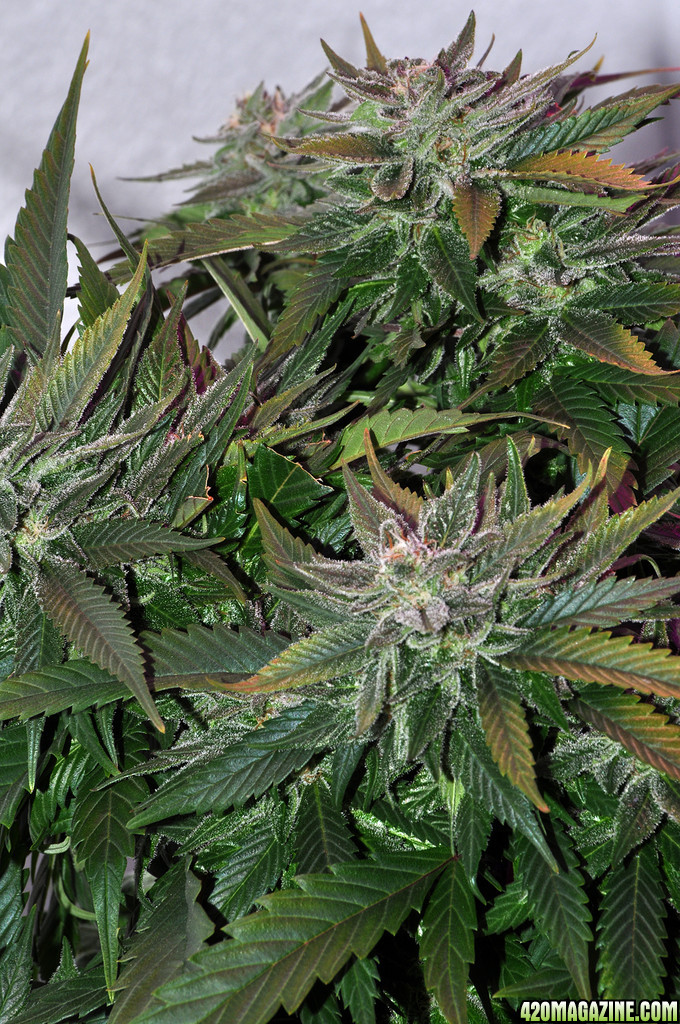 DSC_0142_scrog.jpg