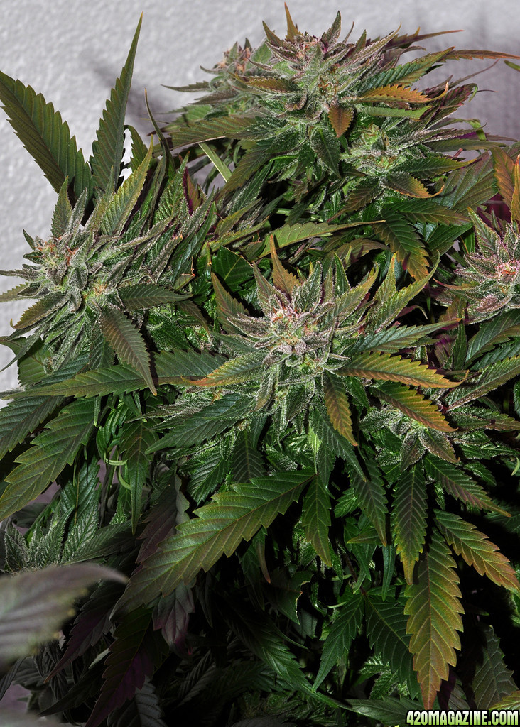 DSC_0151_scrog.jpg