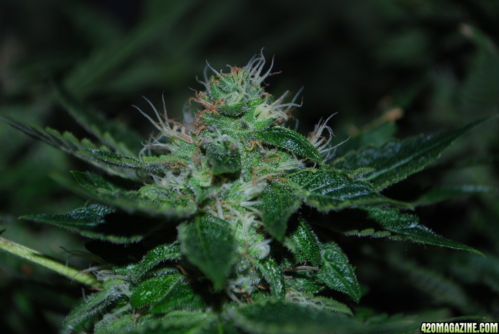 The Incredible Bulk Strain Info / The Incredible Bulk Weed By Dr. Krippling  - GrowDiaries