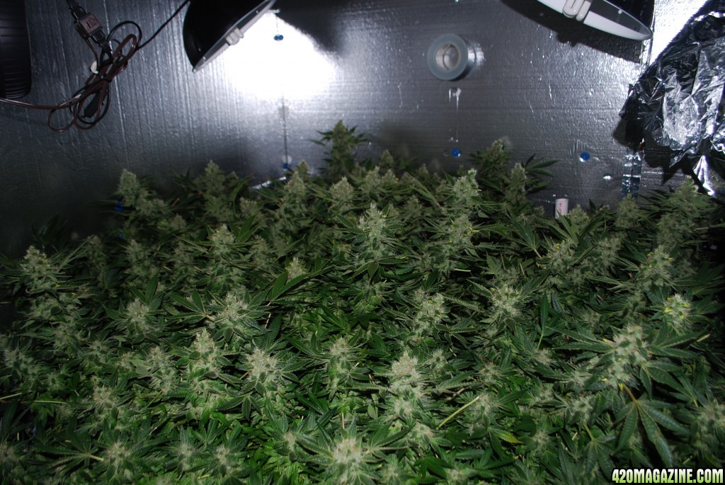 The Incredible Bulk Cannabis Seeds by Dr Krippling Seeds