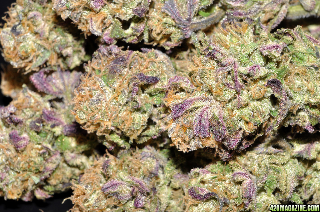 DSC_0601_buds.jpg