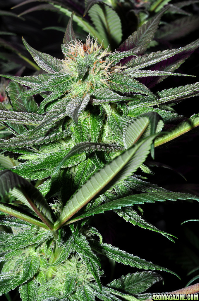 DSC_1144_bluedream.jpg