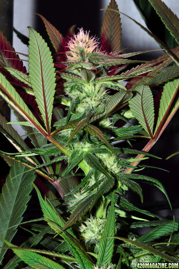 DSC_1534_bluedream.jpg