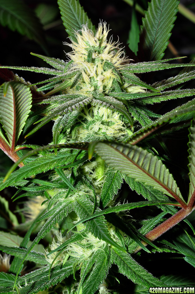 DSC_1540_bluedream.jpg