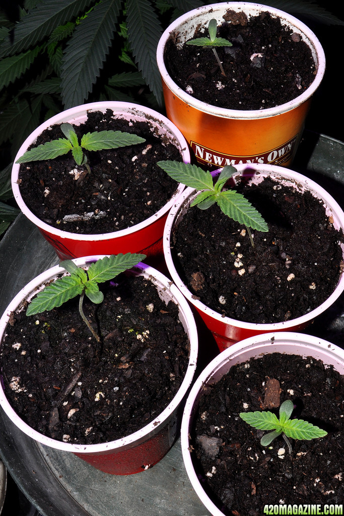 DSC_3179_seedling.jpg