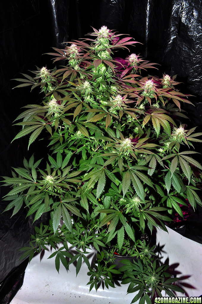 DSC_4044_plant.jpg