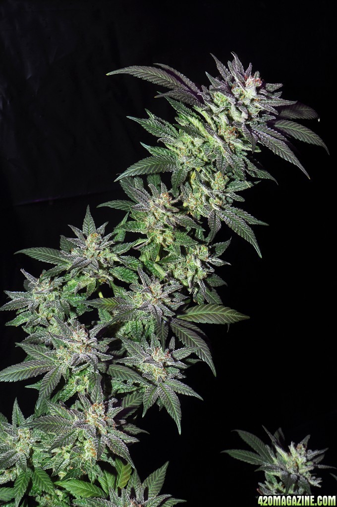 DSC_5976_haze_1.jpg