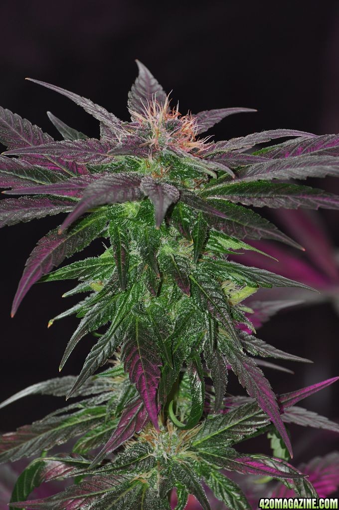 DSC_6528_indica_hermie.jpg