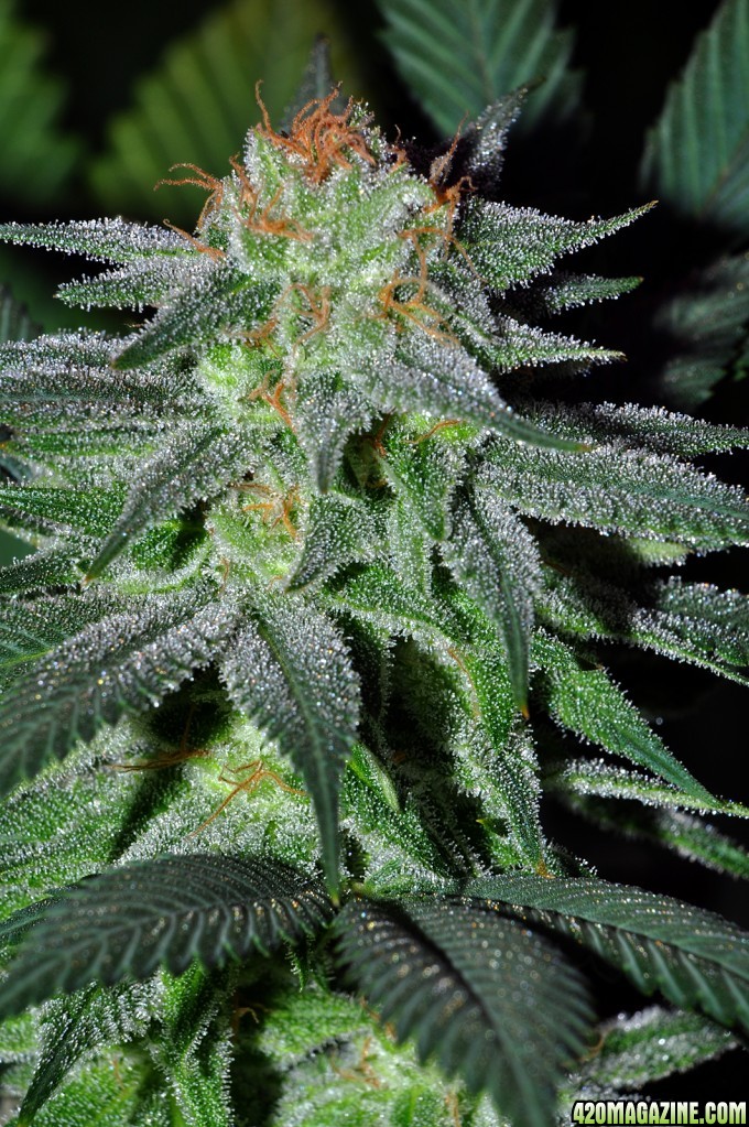 DSC_6558_bluemoonshine.jpg