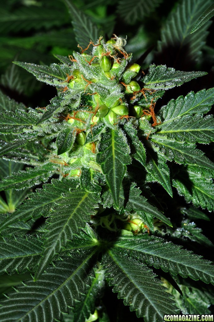 DSC_6643_seeds.jpg