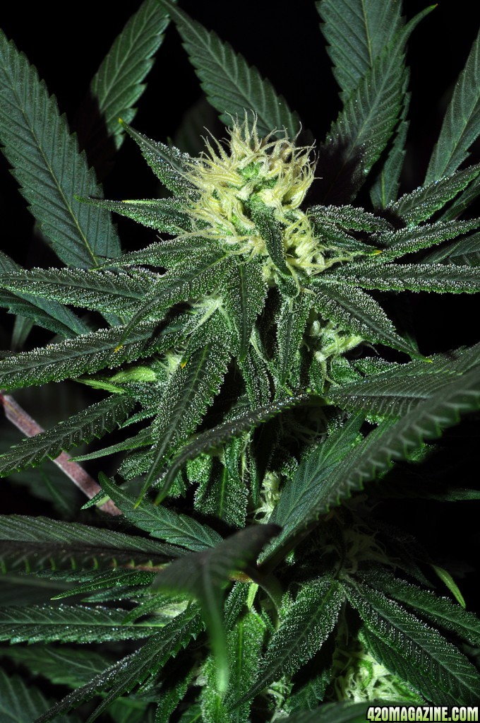 DSC_6650_bluedream.jpg