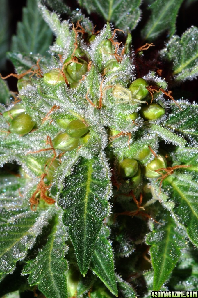 DSC_6654_seeds.jpg