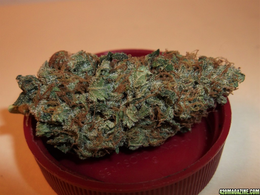 Dark_Angel_x_Permafrost6.JPG