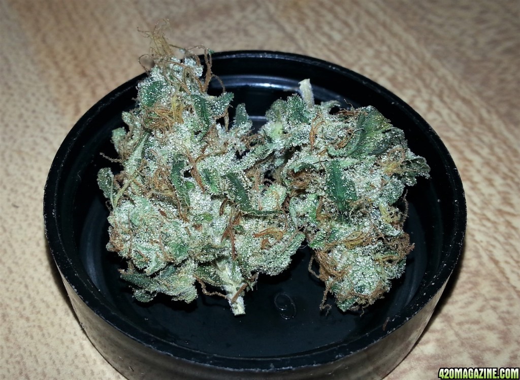 Dark_Angel_x_Permafrost8.jpg