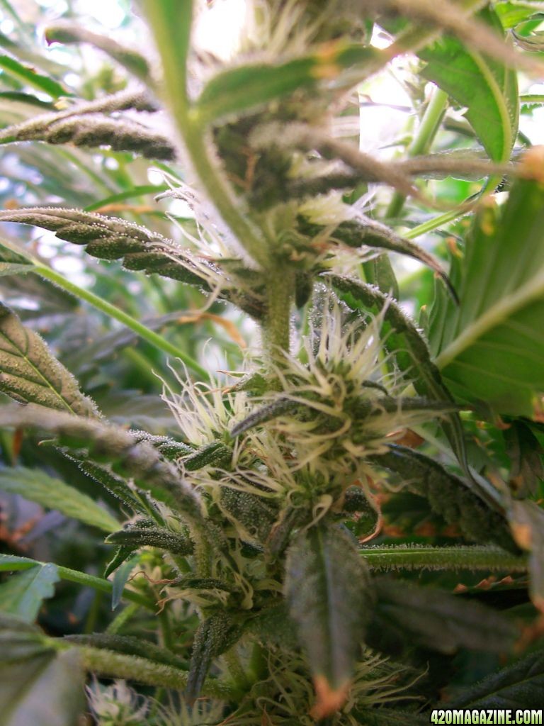 Day46flower_002.JPG