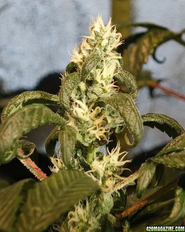 Day_105_Berry_Bud.jpg