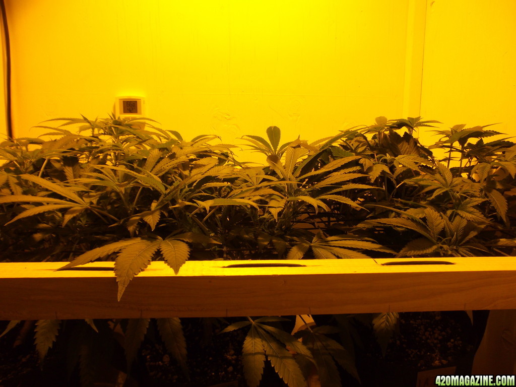 Day_10_Flowering_GDP.jpg