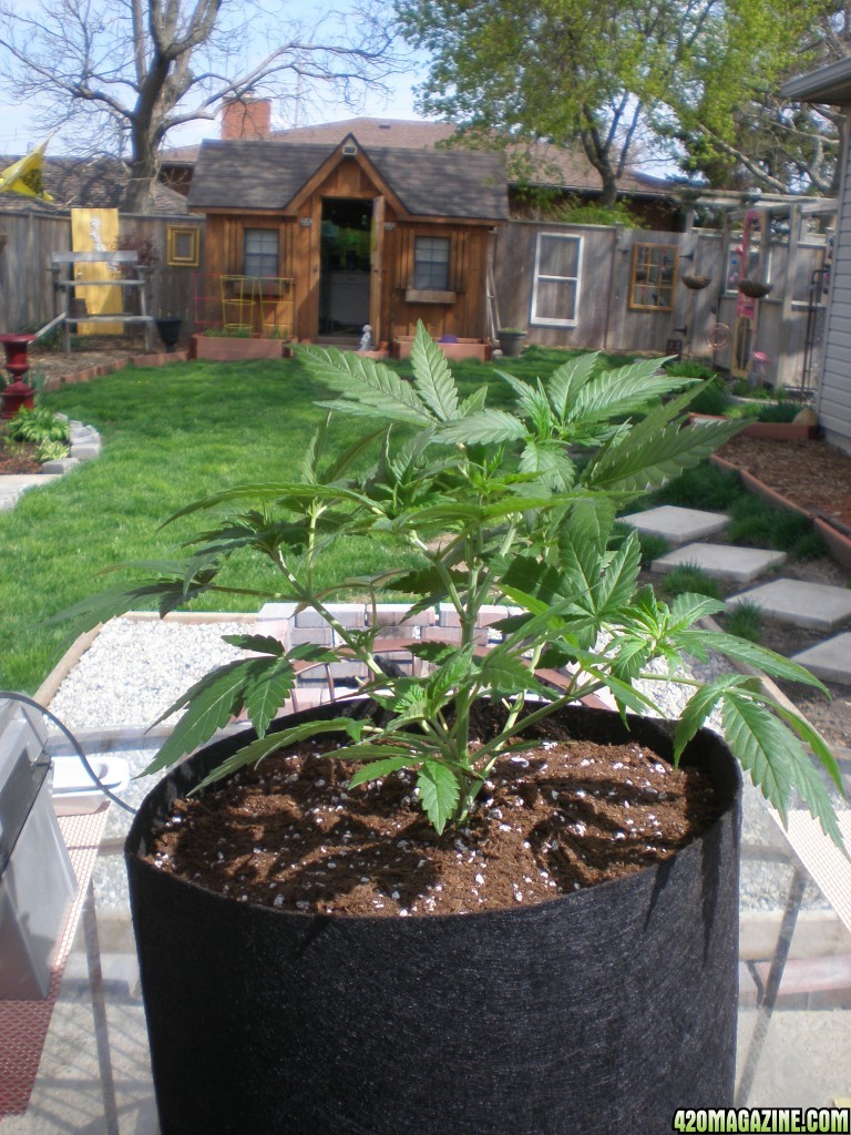 Day_40_Chocolope_transplant_to_2_gal.JPG