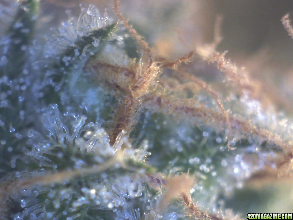 Day_50_Flower_Trich_1.jpg