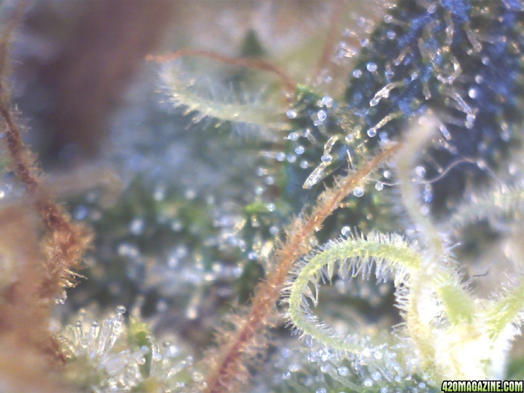 Day_50_Flower_Trich_3.jpg