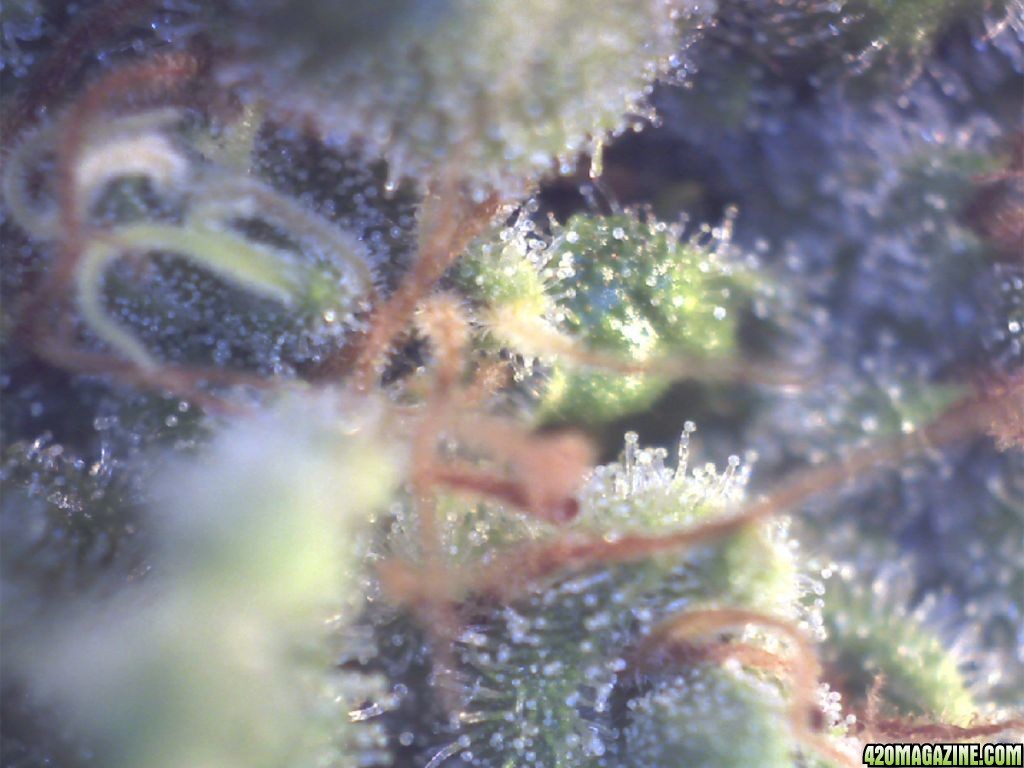 Day_50_Flower_Trich_5.jpg