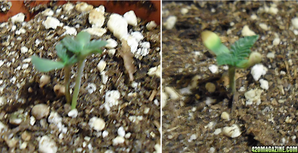 Dec13Seedlings.png