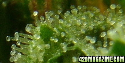 Dec14-LD3Trichs01.jpg