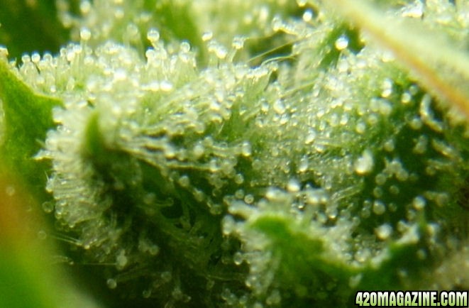 Dec14-LD3Trichs02.jpg