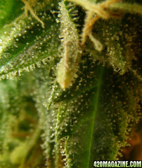 Dec14-LD3Trichs03.jpg