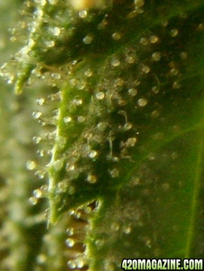 Dec14-LD3Trichs04.jpg