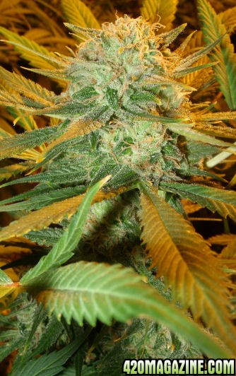 Dec14-LD3_ColaTopDay64Flower.jpg